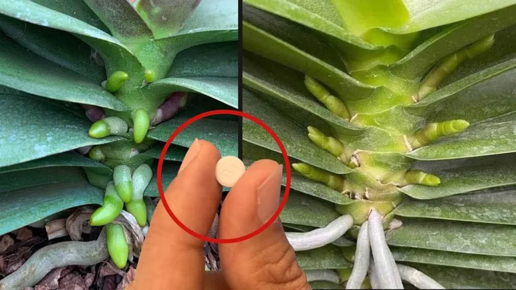 capsula-nelle-pianta capsula-nelle-pianta